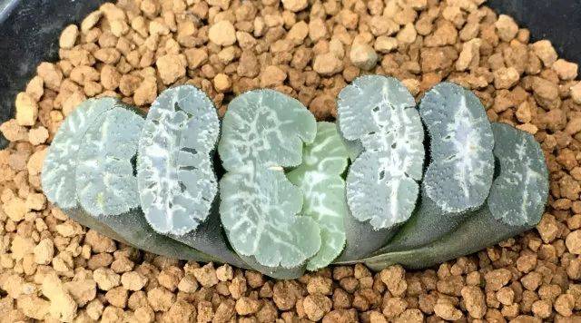 玉扇-守冰  尺寸:6.1cm 出品人:岩鸣