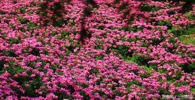 芍药根药用