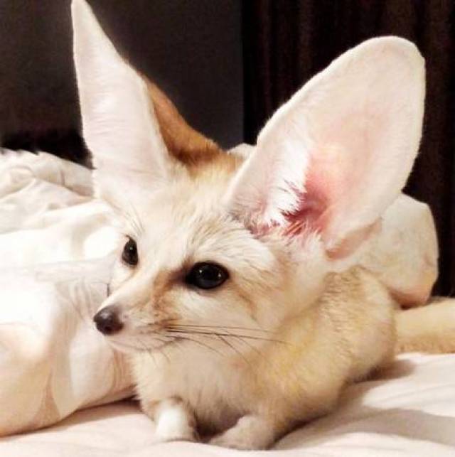 超级可爱的耳廓狐!