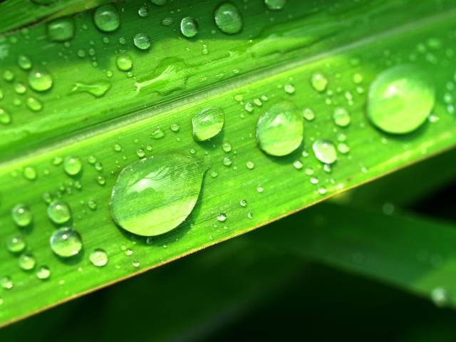 文/王雲虎 風吹的雨花飛 思念的記憶追 年少的我想喝醉 天上的淚影灰