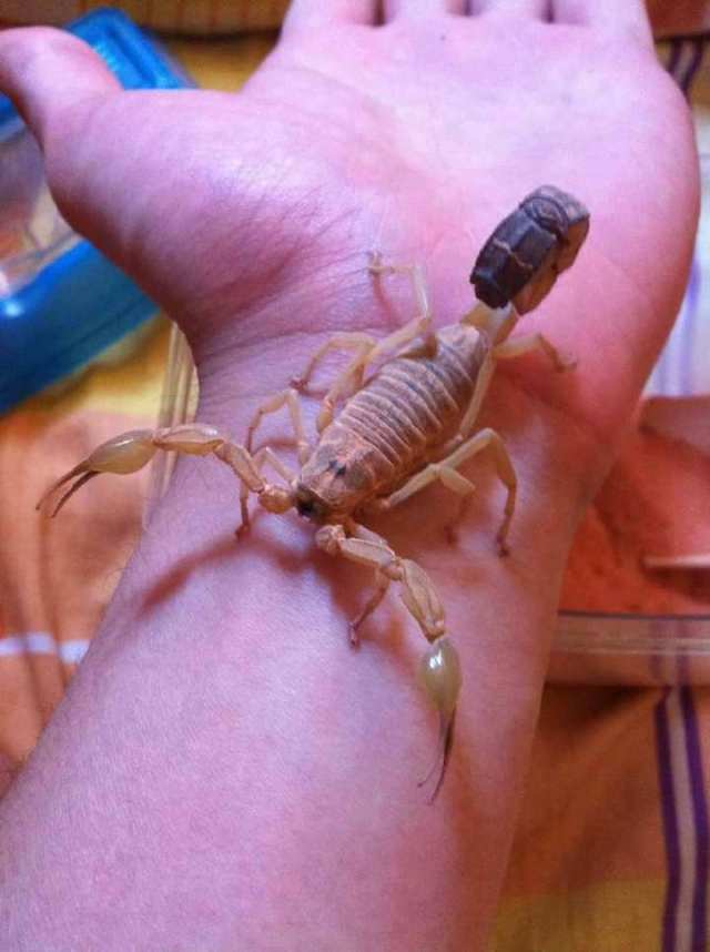 "蝎王"巴勒斯坦毒蝎蛰一下你基本上就没救了!它们居然最怕这个