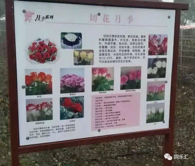 月季花的介绍卡片图片