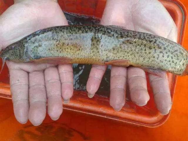 每天认识一种鱼(219)丨台湾泥鳅:这条大泥鳅,你养了吗?