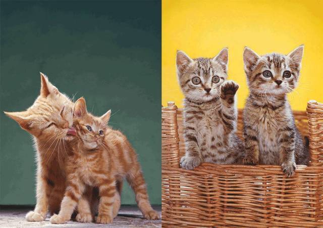 不妨来看看摄影师镜头下的猫|摄影