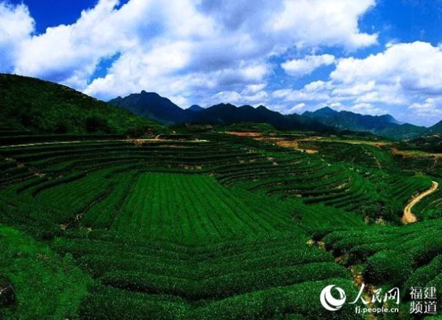 福建安溪改善生态环境质量:让天空更蓝 让茶叶更香