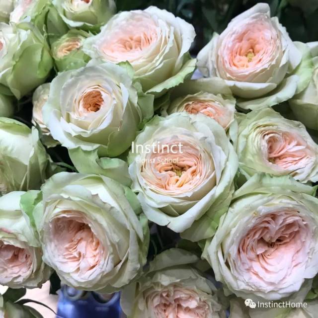 更别提种类繁多的多头玫瑰 别人说养不开的帕尔玛粉色多头玫瑰 我们