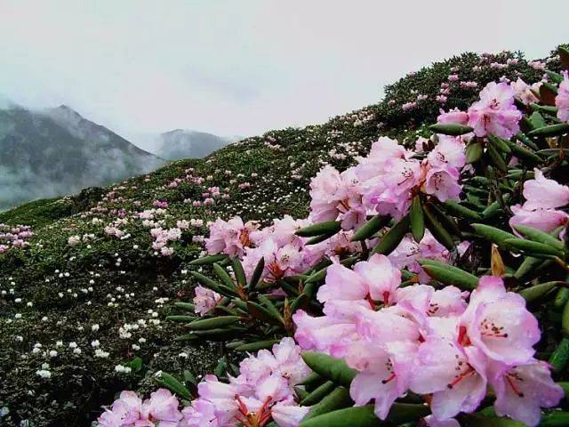 二郎山喇叭河杜鹃花,图片来自喇叭河景区
