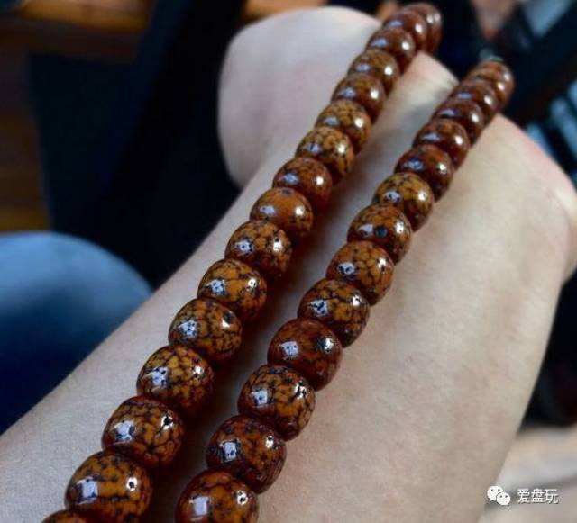 星月盘了2年没开片!一气之下,他给星月来了个"冰火两重天"