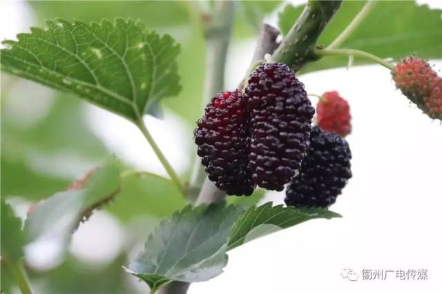 【975采摘】这里的桑葚采摘地~让你一次吃个过瘾!