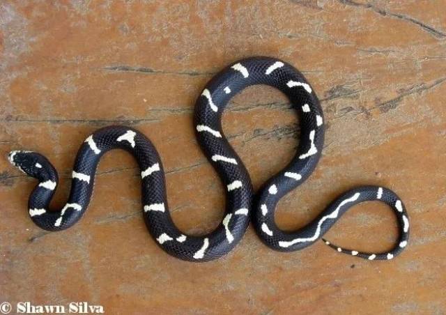 加州王蛇地域分异及选育全解!