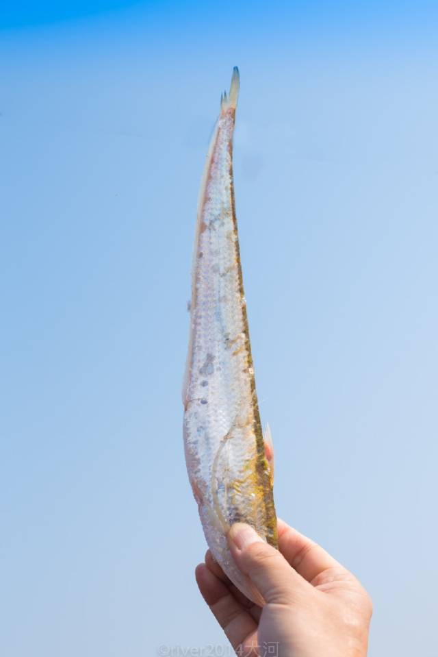 几千元一斤的长江刀鱼,捕捞过程竟如此辛苦