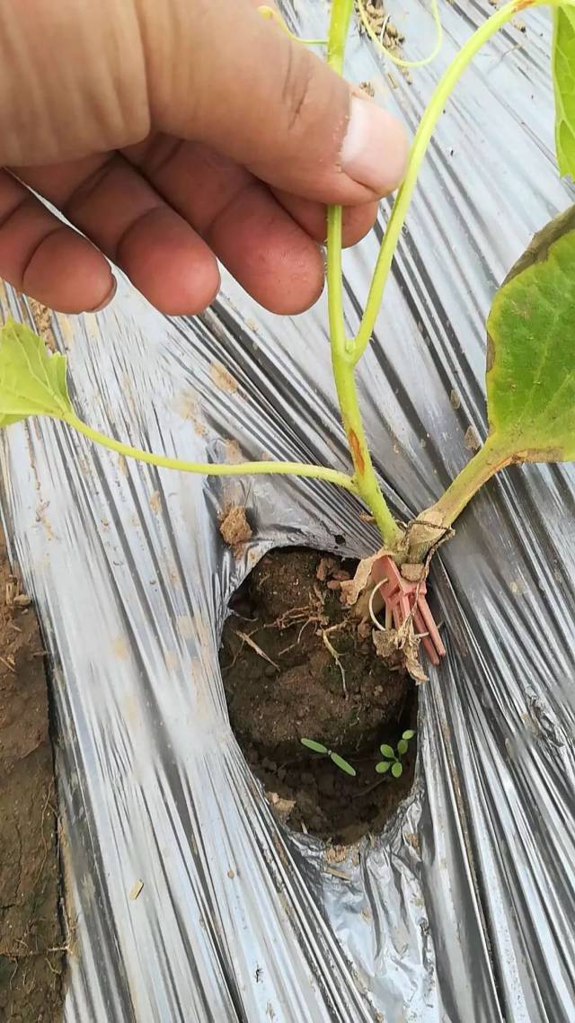 用银法利(氟吡菌胺 霜霉威),霉多克(丙森锌 缬霉威),安克(烯酰玛啉)