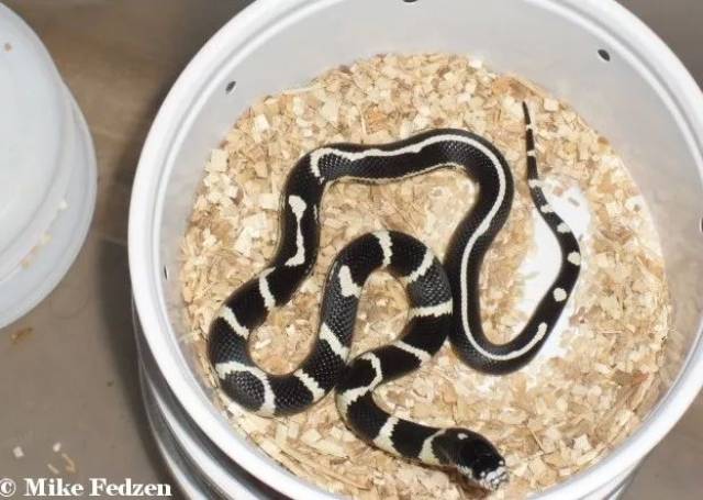 体色纹路复合选育常见的有4种,分别是马赛克,黑背,高白和香蕉,逐一