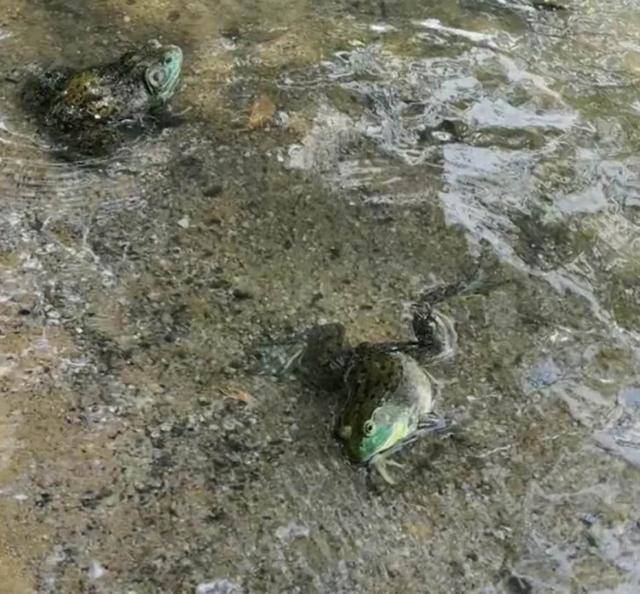新加坡近百只牛蛙被放生牛蛙一半当场死亡