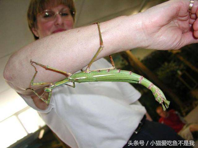 这是世界上最长的昆虫的种类.