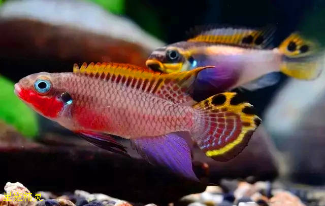 水族箱精灵翡翠凤凰短鲷地域型简单鉴别