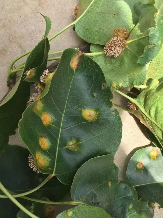 梨树锈病集中爆发怎么办?科学防治有窍门