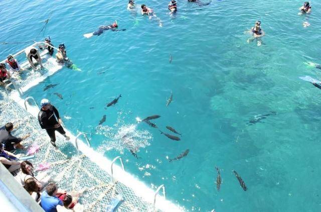 2018澳大利亚大堡礁旅游攻略,特色吃喝玩乐,最