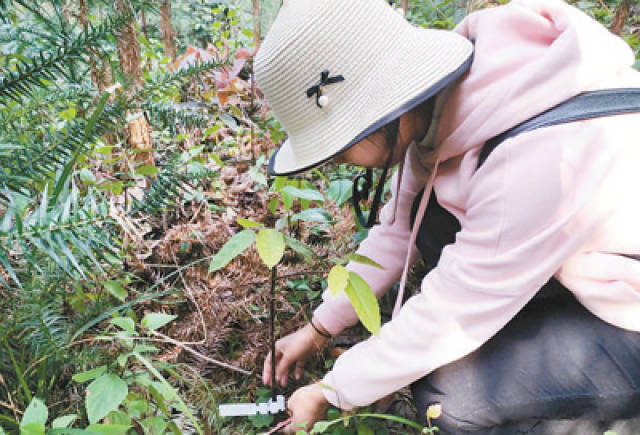 云南推进极小种群野生植物保护 留住不为人知的美