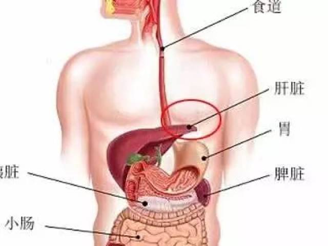 肝脏是人体内脏里最大的器官,位于人体中的腹部位置,在右侧横隔膜之下