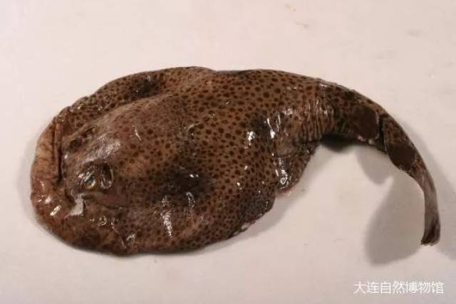 丁氏双鳍电鳐 图片均来自于大连自然博物馆