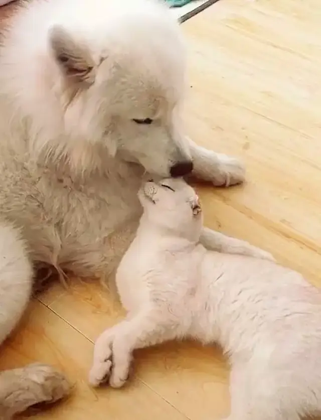 猫咪和狗狗躺在一起亲密互动,这恩爱秀的考虑过铲屎官的感受吗