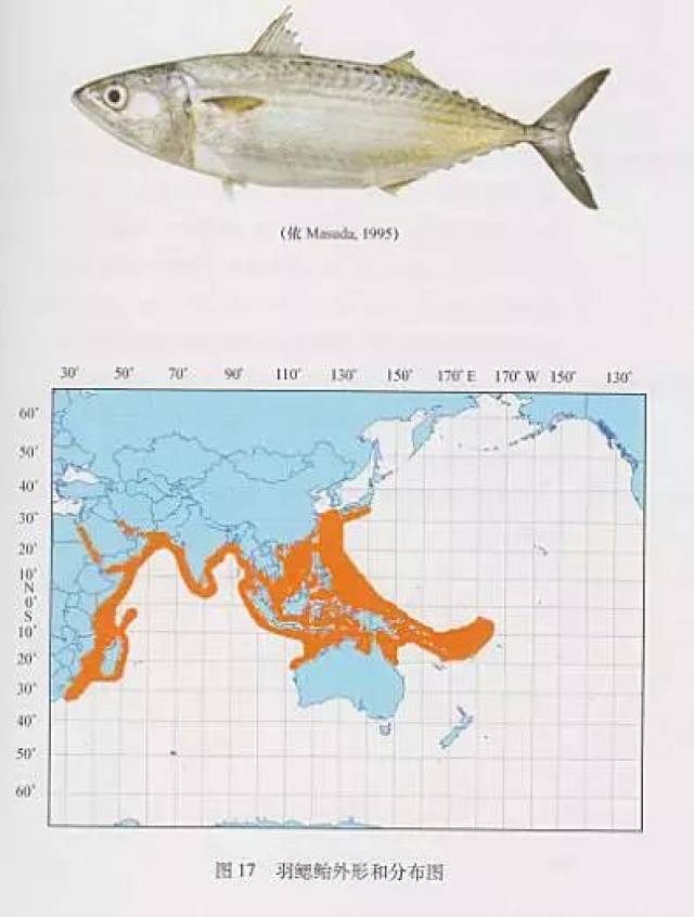 金枪鱼分布海域图片