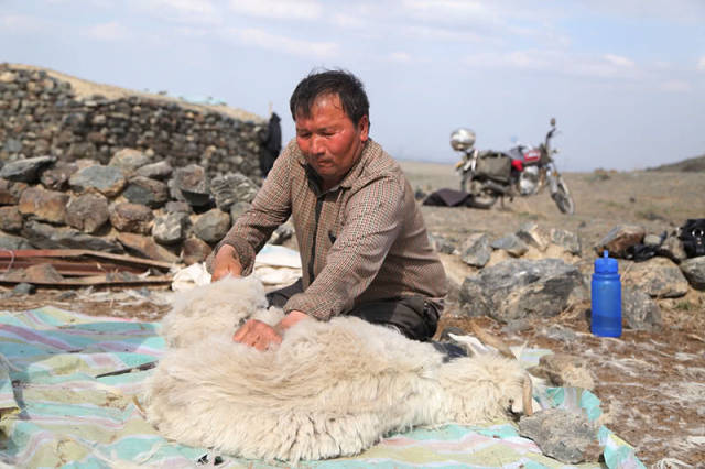 一名牧民正在抓山羊绒5月2日,看着十多个人忙着抓山羊绒,新疆精河县