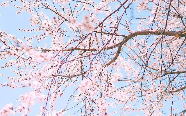 宋 朱熹 《春日》 風和日麗遊春在泗水之濱,無邊無際的風光煥然