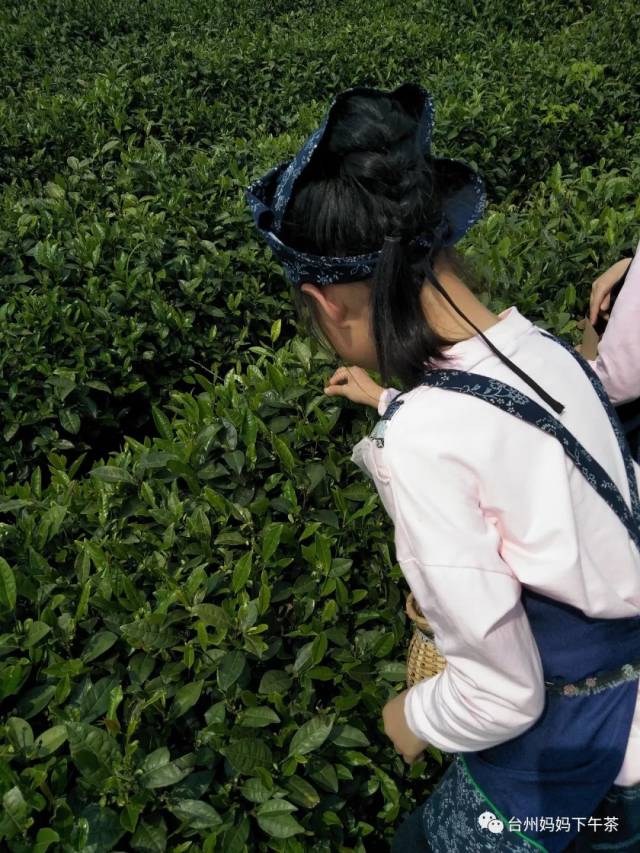 羊岩山之山巅问茶 这片山下长满了长满了新茶 一群小姑娘一群少年郎