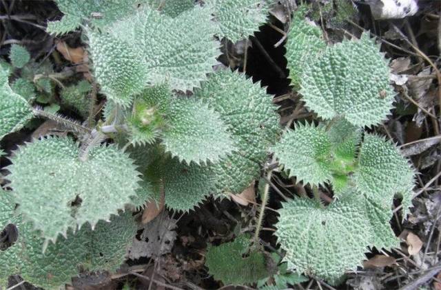 山里这种野草农民见了就怕别名火麻草能解毒治水肿