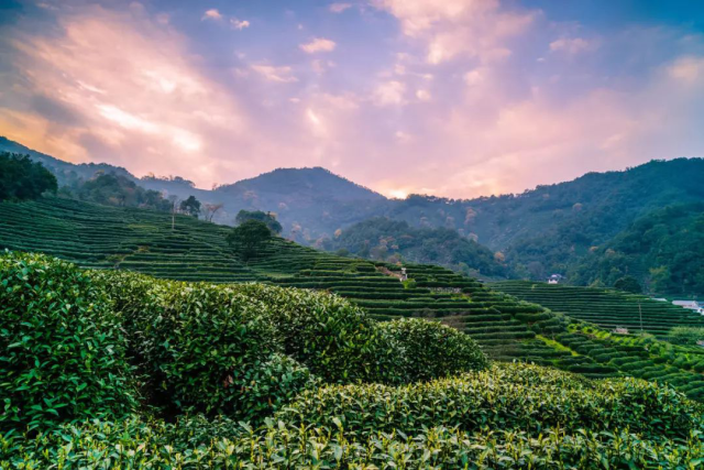 中餐后游览【大渡岗万亩茶园】了解普洱茶的生长过程,也可以体验采茶