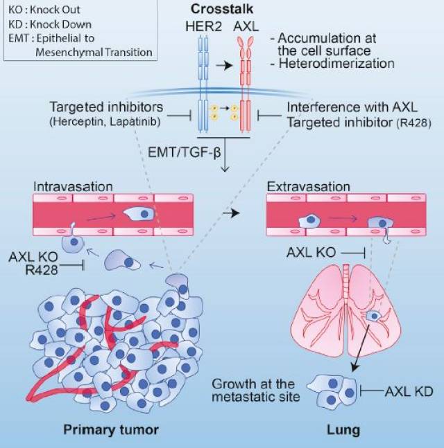 因此,明确her2促进癌症扩散的分子机制可为新的抗转移治疗提供新的