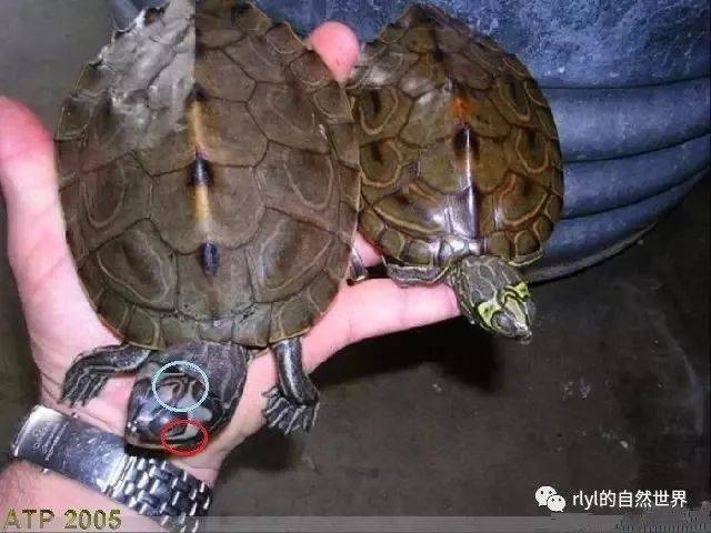史上最全地图龟介绍,我已经不行了,快扶我买乌龟!