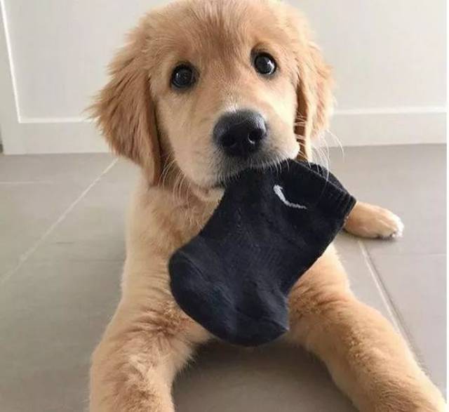 狗狗:当然是.是你的臭袜子啦!