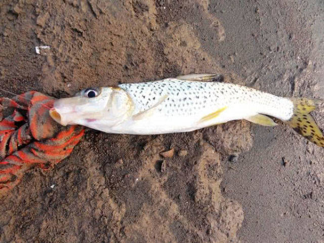 松花江里的名贵鱼种,在重庆被叫做"花参"每年冬天是垂钓的好时机_手机