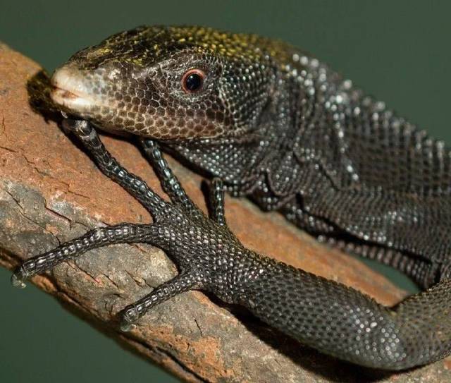 不起眼的壁虎寿命达20年,而蜥蜴寿命少则30岁50岁多则一两百岁_手机