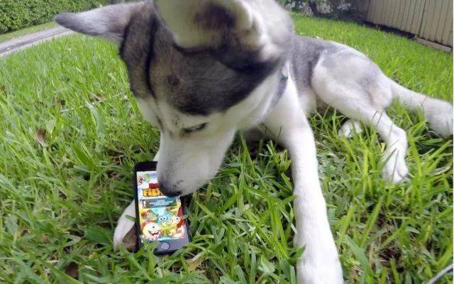 大吉大利 老狗吃鸡