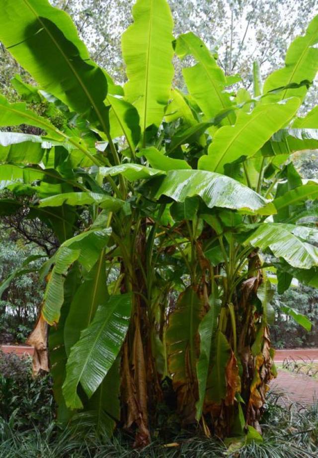 介绍芭蕉树图片