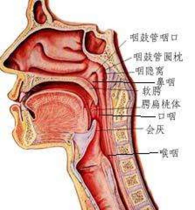 咽喉结构图健康人的咽喉淡红润泽,不痛不肿,呼吸通畅,发音正常,食物