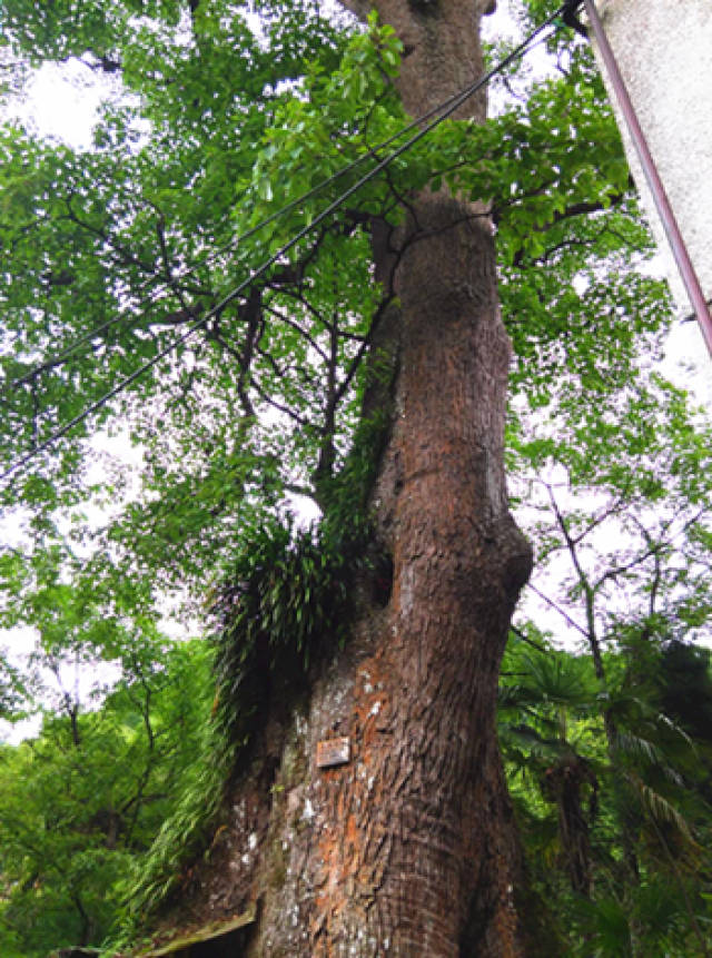 85株中国最美古树出炉 成都这株千年古树