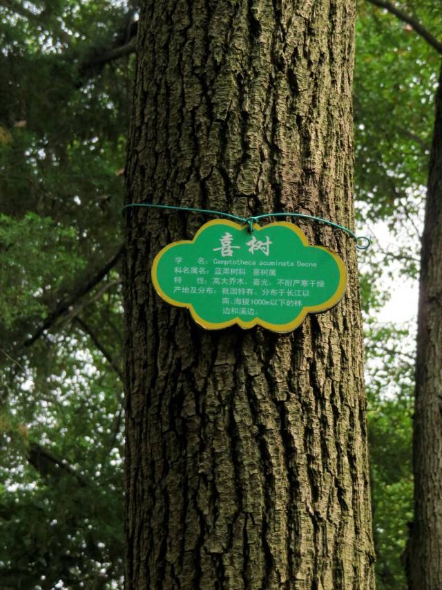 喜树挺直生长迅速,具有抗癌,清热杀虫的功能,外用治牛皮癣