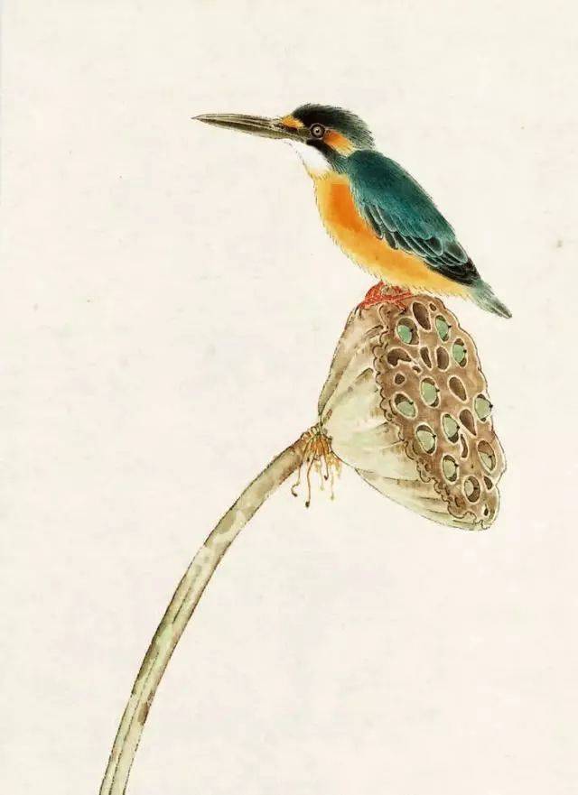 零基础学画|工笔翠鸟·回顾生碧色 动摇扬缥青