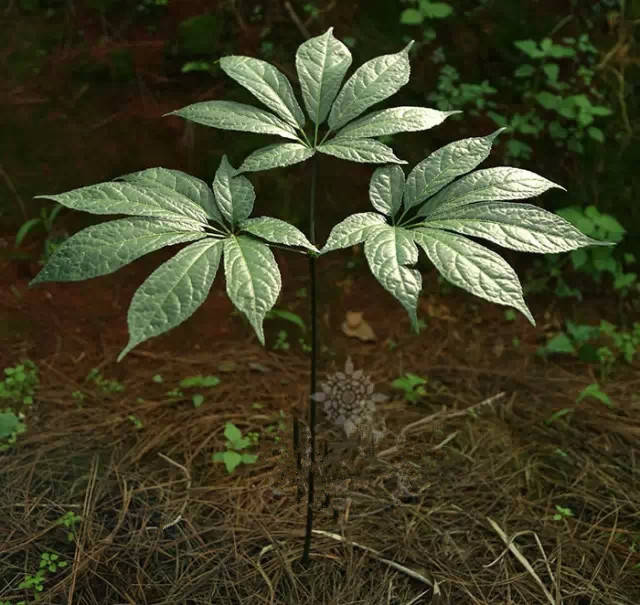 补品新贵---三七简介