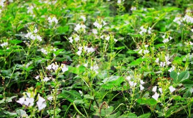 故乡的白花菜