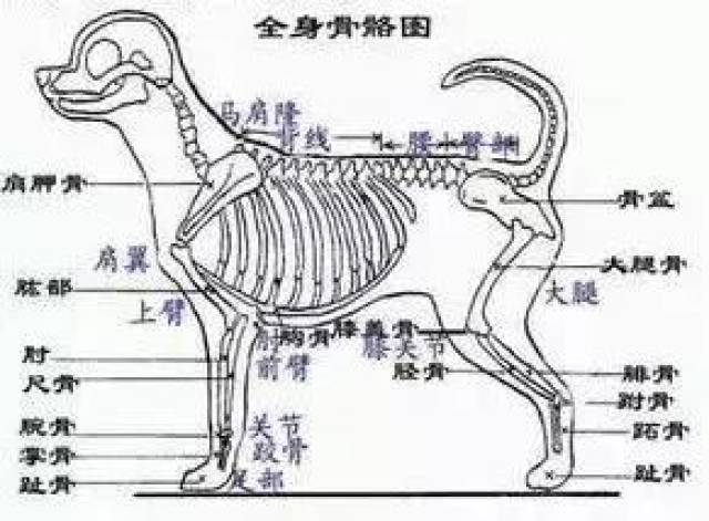 泰迪狗狗骨骼结构图图片