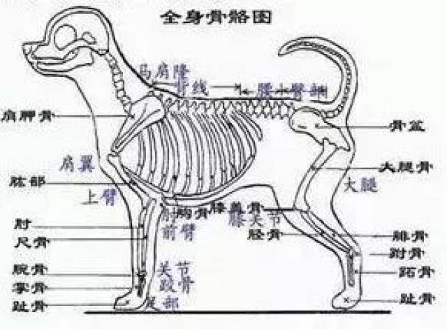 比熊骨骼图图片