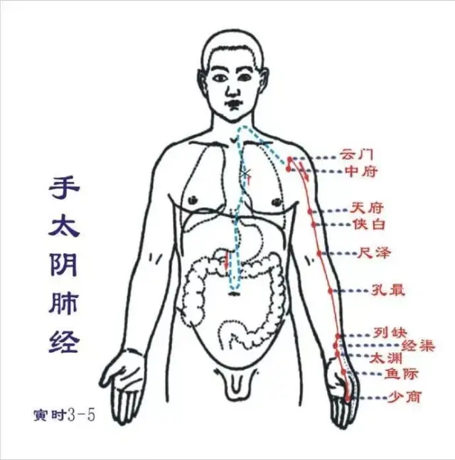 胳膊上的经络六条图图片