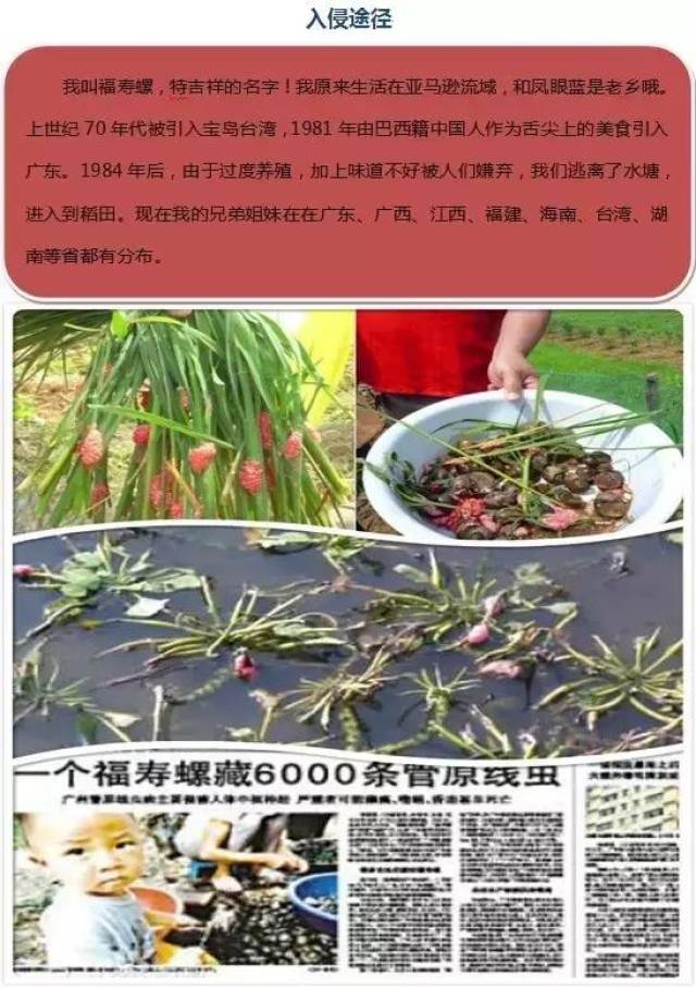 外来有害生物入侵,很多人无意中成为"帮凶"!