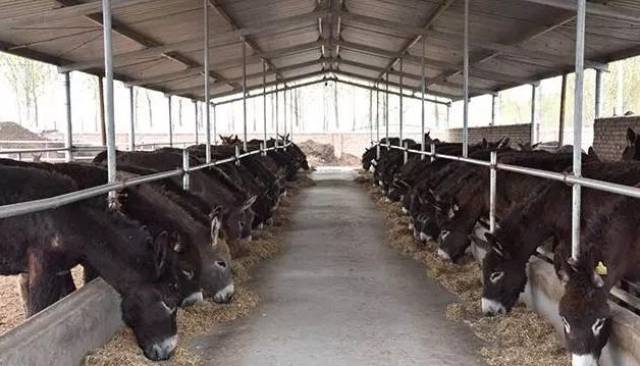 怎样才能申请养殖补贴?2018年养殖补贴申请条件及补贴标准